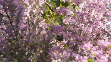 希斯树粉红色的花加州美国艾丽卡树栖动物布瑞尔·罗根春天布鲁姆首页园艺美国装饰观赏室内植物自然植物<strong>大气</strong>淡<strong>紫色紫色</strong>春天开花